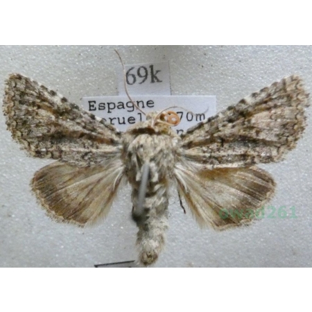 Recoropha canteneri (Duponchel, 1833) Spain69k